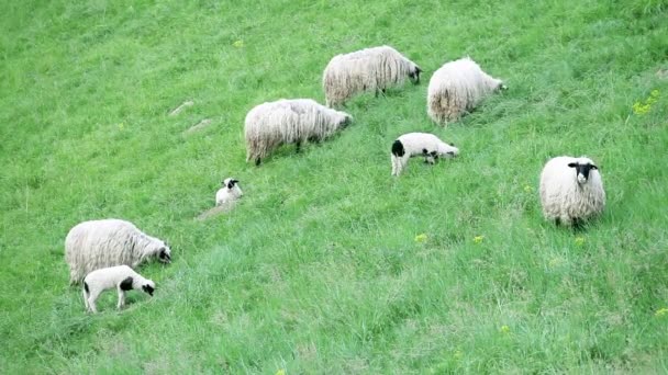 Pâturage des moutons dans les champs — Video