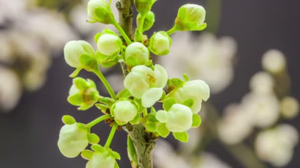 Flores de ameixa crescendo — Vídeo de Stock