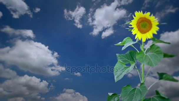 Tournesol brillant plante — Video