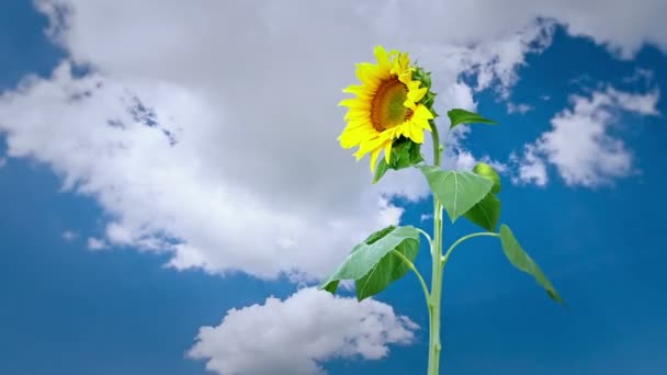 Planta de girasol brillante — Vídeos de Stock