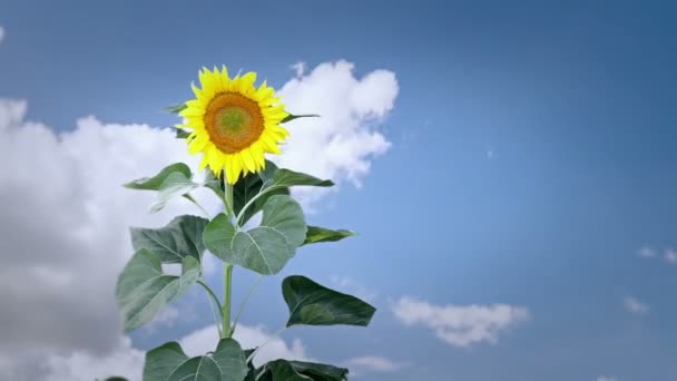 Planta de girasol brillante — Vídeos de Stock