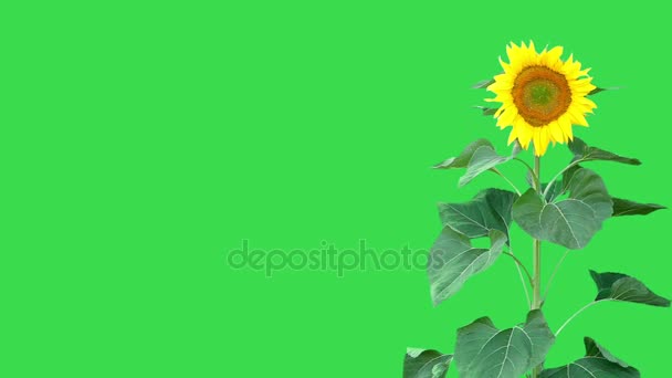 Světlé slunečnicový rostlina — Stock video