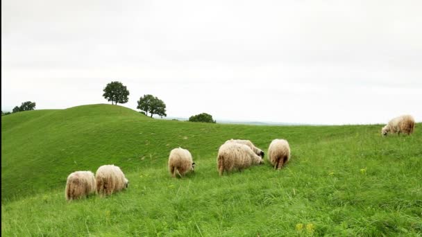 Овцы пасутся в поле — стоковое видео