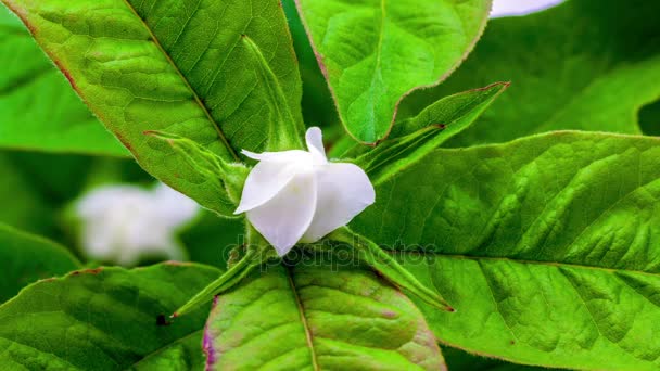 Witte Mispel bloem — Stockvideo
