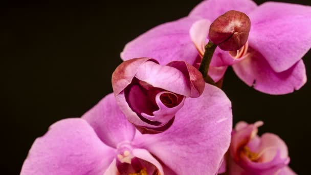 Mor orkide çiçeği. — Stok video