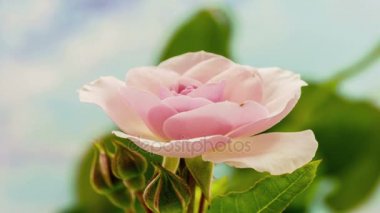 pembe Gül büyüyen