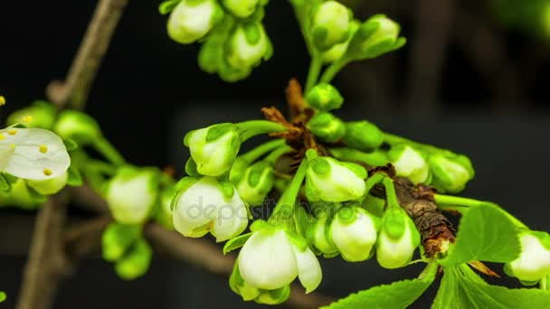Ameixa flores árvore — Vídeo de Stock