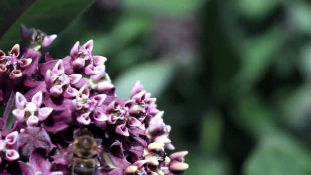 Μέλισσα που πλανάται πάνω από ένα φυτό του καπνού — Αρχείο Βίντεο