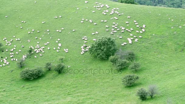 Ovejas pastando en el campo — Vídeos de Stock