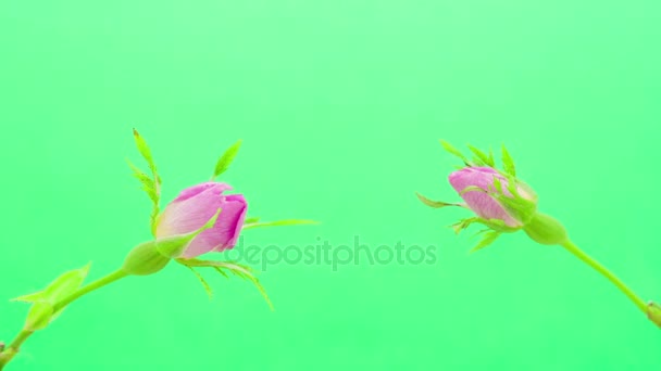 Timelapse vídeo de uma rosa flores do quadril crescendo em uma tela verde — Vídeo de Stock