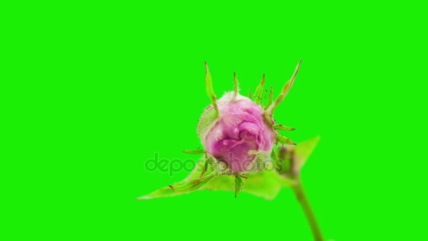 Rosa mosqueta flor creciente — Vídeos de Stock