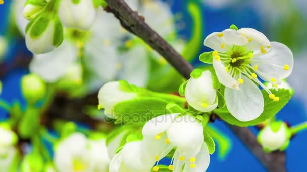 Krásné Švestkové květy rostoucí — Stock video