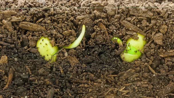 Semillas de soja que crecen del suelo — Vídeo de stock
