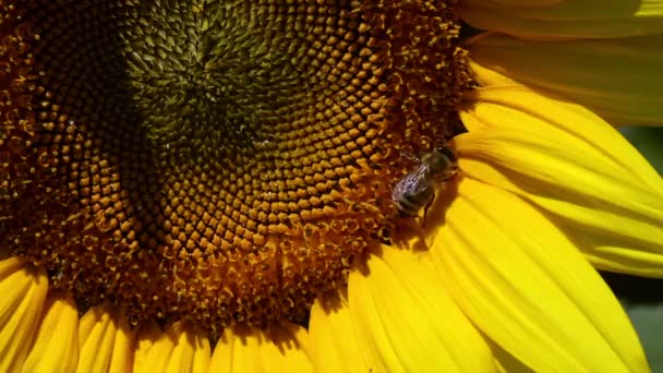 Abeille se déplaçant sur un tournesol — Video