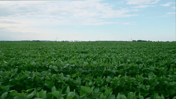 Soy bean field shot — Stock Video