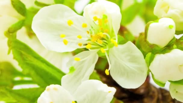 Árbol de flores frutales de cereza — Vídeo de stock