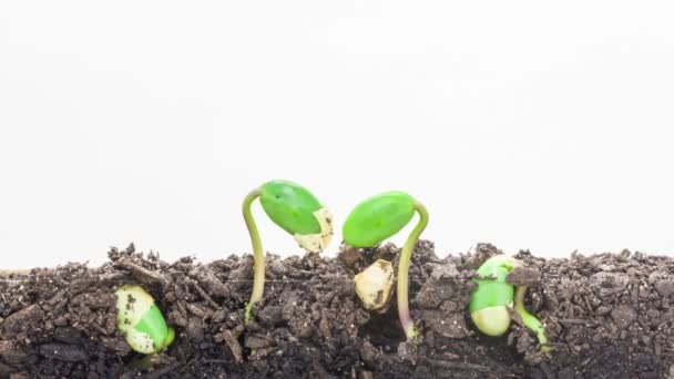 从土壤中生长的大豆种子 — 图库视频影像