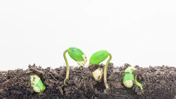 Soybean  seeds growing from soil — Stock Video