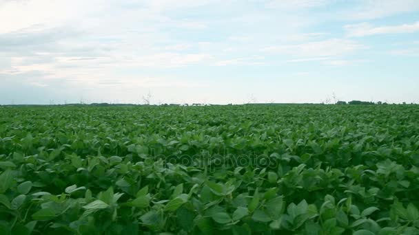 Soy bean field shot — Stock Video