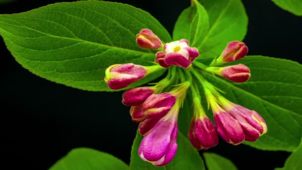 タニウツギの花成長と開花 — ストック動画