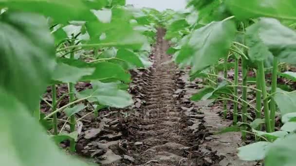 Campos de girasol todavía en crecimiento — Vídeo de stock