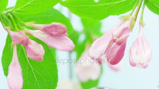 Flores weigela crescendo e florescendo — Vídeo de Stock