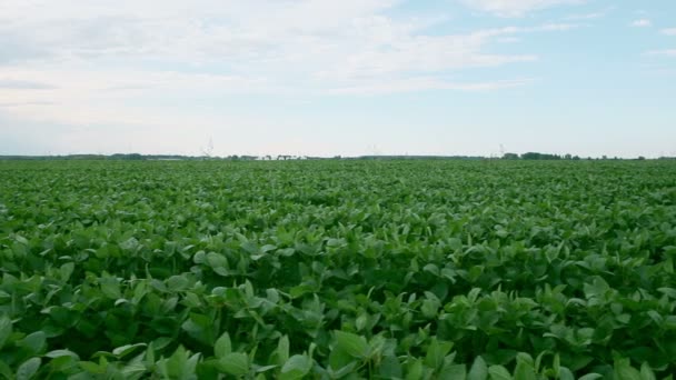 Campo de soja tiro — Vídeos de Stock