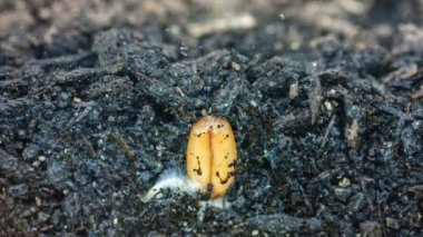 tahıl tohum toprak toprağa dan büyüyen