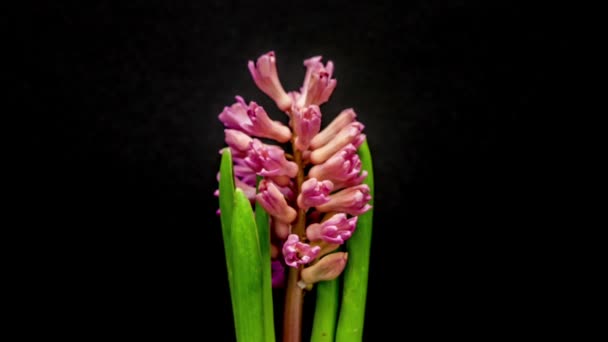 Flor de jacinto rosa — Vídeos de Stock