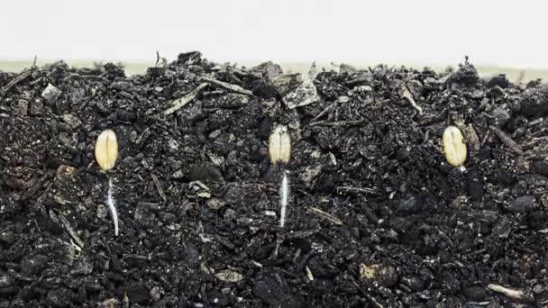 3 semillas de grano que crecen del suelo — Vídeo de stock