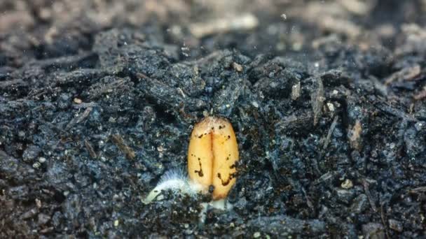 Graines de céréales provenant du sol dans le sol — Video