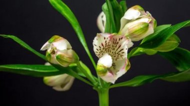 Alstroemeria ya da Peru zambağı büyüyen, açan ve koyu bir arka planda çiçek açan bir zambak videosu. Alstroemeria çiçeği açan zaman atlaması