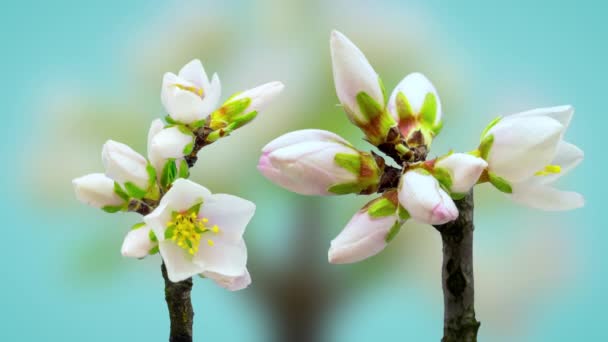 Almond Flower Blossom Time Lapse Video Tiempo Macro Una Flor — Vídeos de Stock