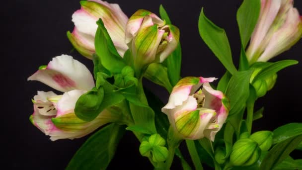 Vidéo Timelapse d'un alstroemeria ou lis péruvien poussant, fleurissant et s'épanouissant sur un fond sombre. Alstroemeria fleur floraison laps de temps