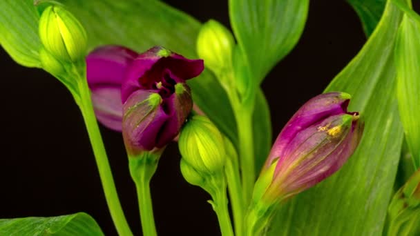 Vidéo Timelapse d'un alstroemeria ou lis péruvien poussant, fleurissant et s'épanouissant sur un fond sombre. Alstroemeria fleur floraison laps de temps