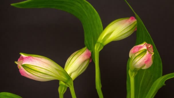 Alstroemeria Peru Zambağı Büyüyen Açan Koyu Bir Arka Planda Çiçek — Stok video