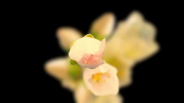 Badem çiçeği çiçeği, zaman aşımı. 4k makro zaman aralığı videosu siyah bir arkaplanda büyüyen ve çiçek açan bir erik çiçeğinin