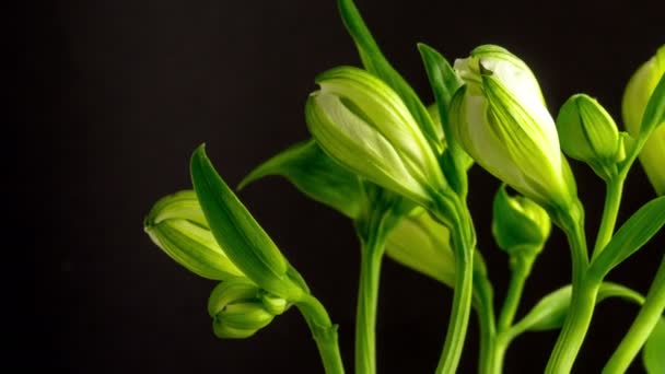 Timelapse videó egy alstroeméria vagy perui liliom növekvő, virágzó és virágzó sötét háttérrel. Alstroemeria virág virágzó idő lejárta