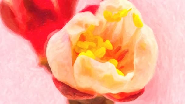 Makro Timelapse Apricot Flower Opening Growing Blossoming Beautiful Oil Painting — Stock video