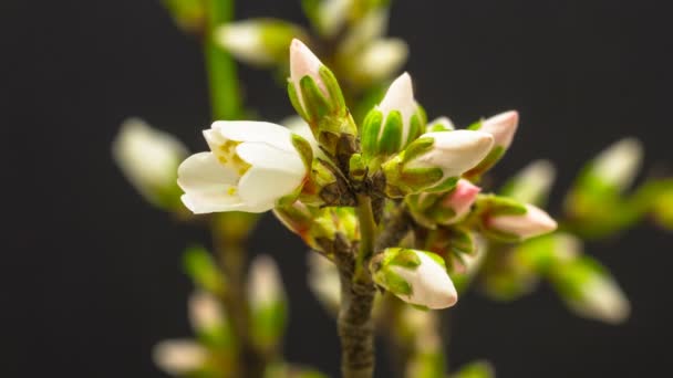 Almond Flower Blossom Time Lapse Macro Timelapse Video Plum Flower — Stock Video
