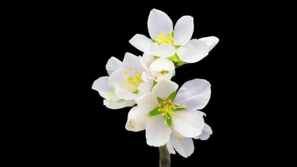 Kwiat Migdałów Upływ Czasu Makro Timelapse Wideo Kwiatu Śliwki Kwitnącej — Wideo stockowe