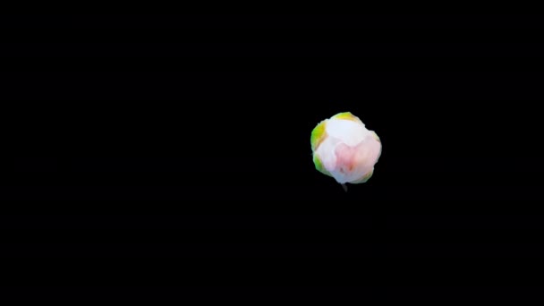 アーモンドの花 タイムラプス 4Kマクロタイムラプスビデオの梅の花が咲くと黒の背景を背景に開花 — ストック動画