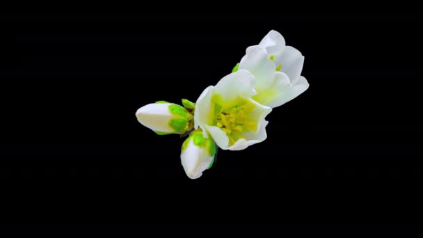 Almond Flower Blossom Time Lapse Video Tiempo Macro Una Flor — Vídeo de stock