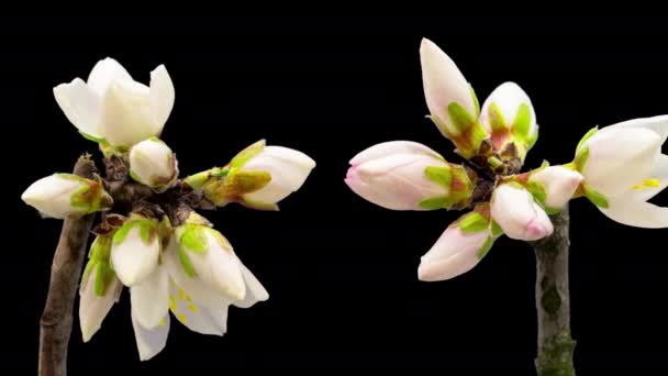 Almond Flower Blossom Time Lapse Video Tiempo Macro Una Flor — Vídeo de stock