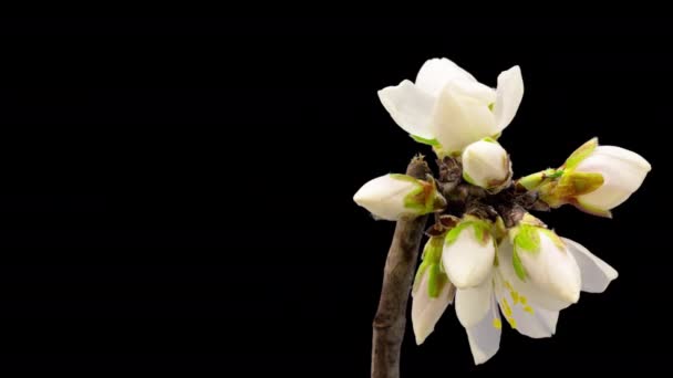 Almond Flower Blossom Time Lapse Video Tiempo Macro Una Flor — Vídeos de Stock