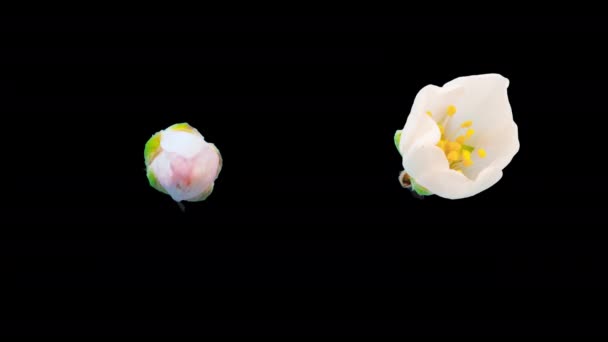 Mandel Blossom Time Lapse Makro Timelapse Video Plommon Blomma Växer — Stockvideo