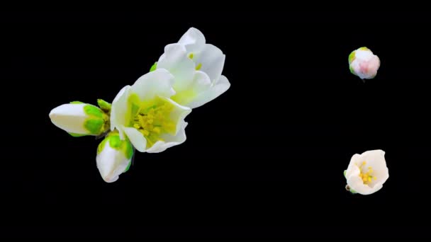 アーモンドの花 タイムラプス 4Kマクロタイムラプスビデオの梅の花が咲くと黒の背景を背景に開花 — ストック動画