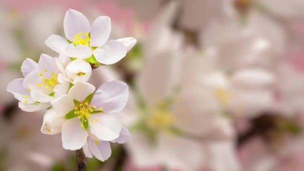 mandula Virág Virág, Idő Lappang. 4k makró timelapse videó egy szilvavirág növekvő virágzik, és virágzik a fény háttér