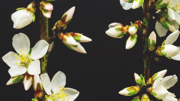 Macro Timelapse Wild Plum Flowers Growing Blossoming Black Background Flores — Vídeo de stock