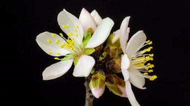 Vahşi erik çiçeklerinin büyümesi ve siyah arka planda çiçek açması 4k makro zaman dilimi. Vahşi erik çiçekleri zaman içinde çiçek açar.